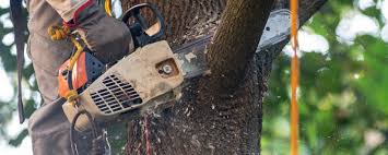 Best Arborist Consultation Services  in Dellwood, MO