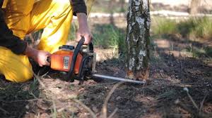 Best Stump Grinding and Removal  in Dellwood, MO