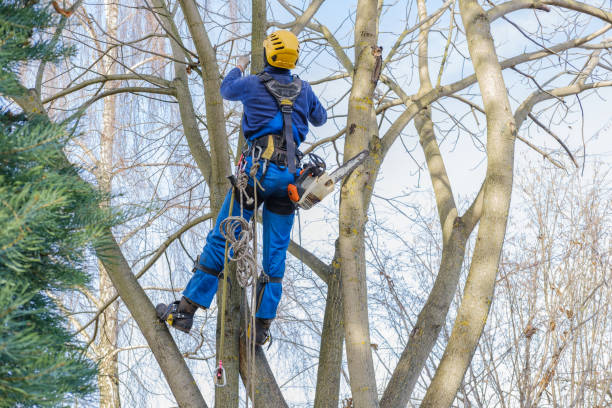 Best Utility Line Clearance  in Dellwood, MO