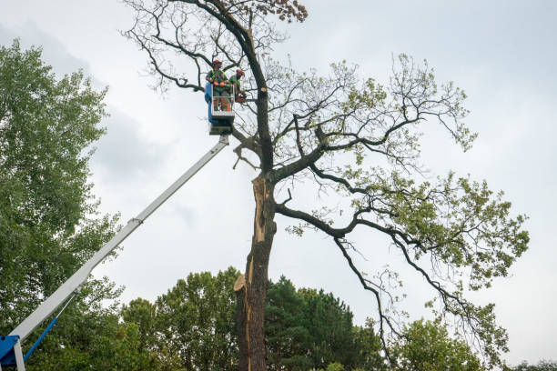 Best Hazardous Tree Removal  in Dellwood, MO