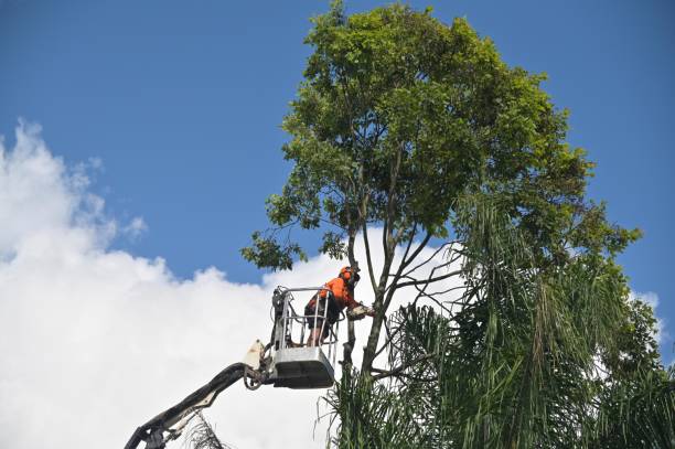 Best Tree Risk Assessment  in Dellwood, MO