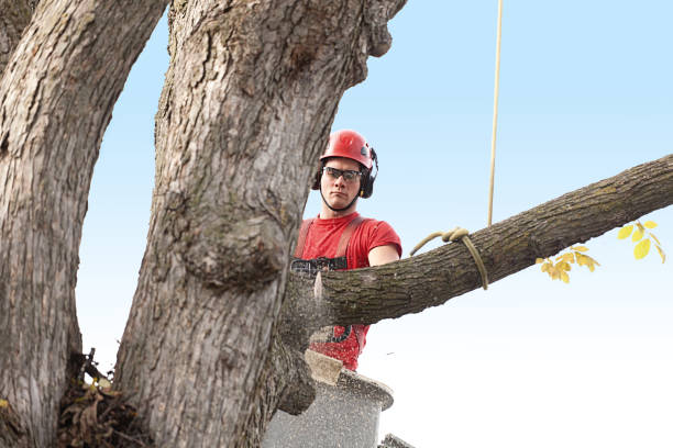 How Our Tree Care Process Works  in  Dellwood, MO